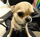 Chihuahua Lil footsteps Gambling with hearts (Chili)