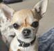 Chihuahua Lil footsteps Gambling with hearts (Chili)
