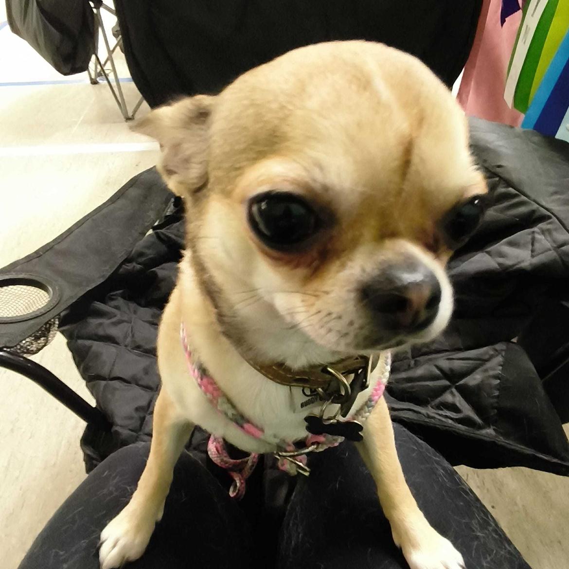 Chihuahua Lil footsteps Gambling with hearts (Chili) billede 1