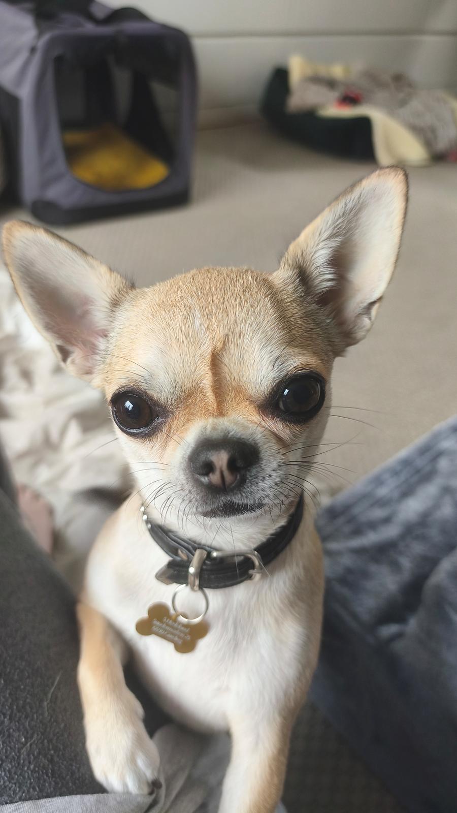 Chihuahua Lil footsteps Gambling with hearts (Chili) billede 3