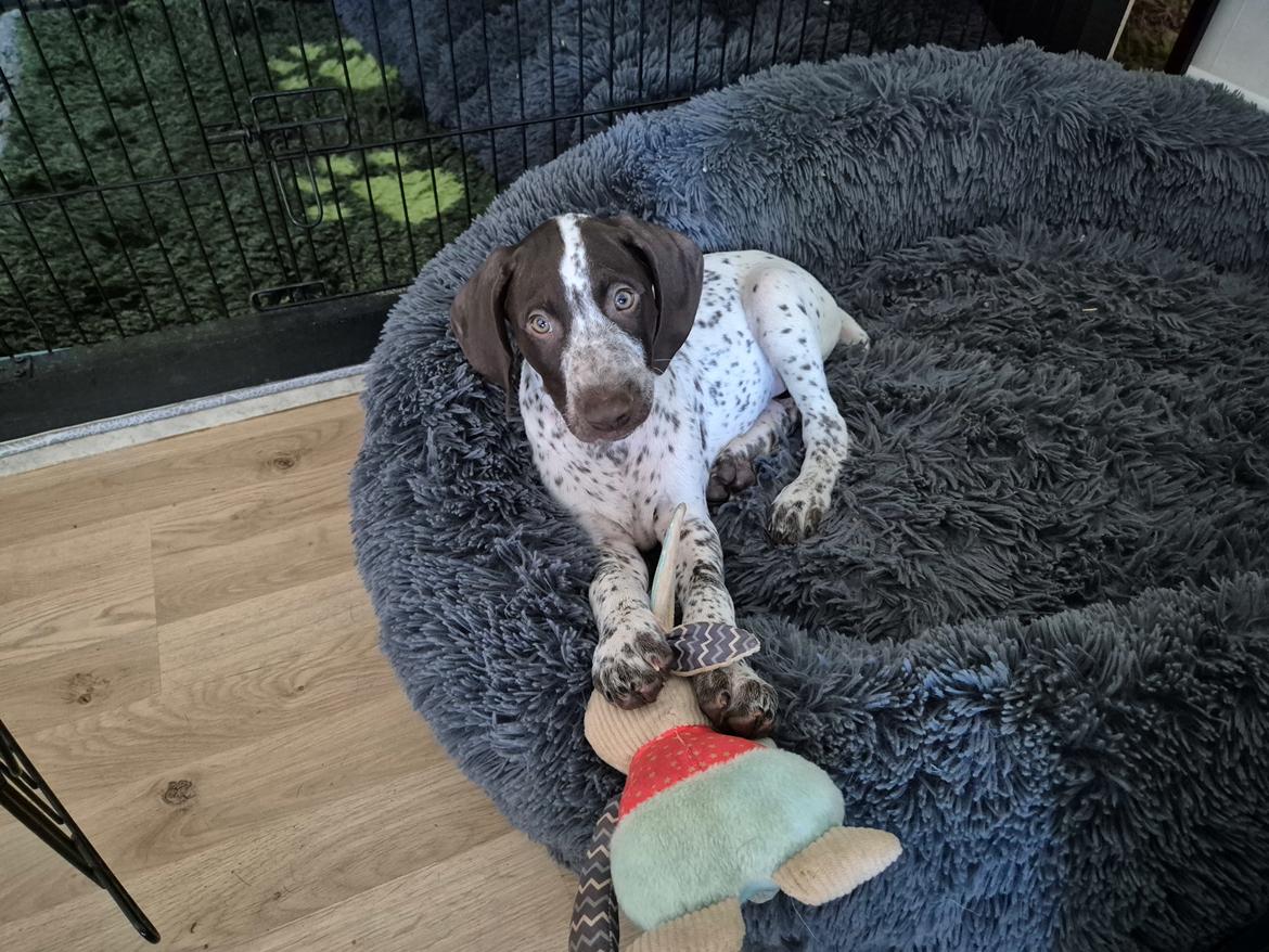 Korthåret hønsehund Ace  billede 1
