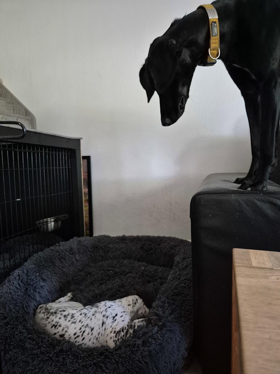 Korthåret hønsehund Ace  billede 4