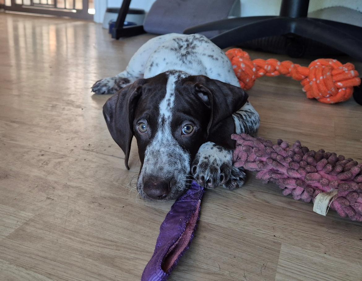 Korthåret hønsehund Ace  billede 2