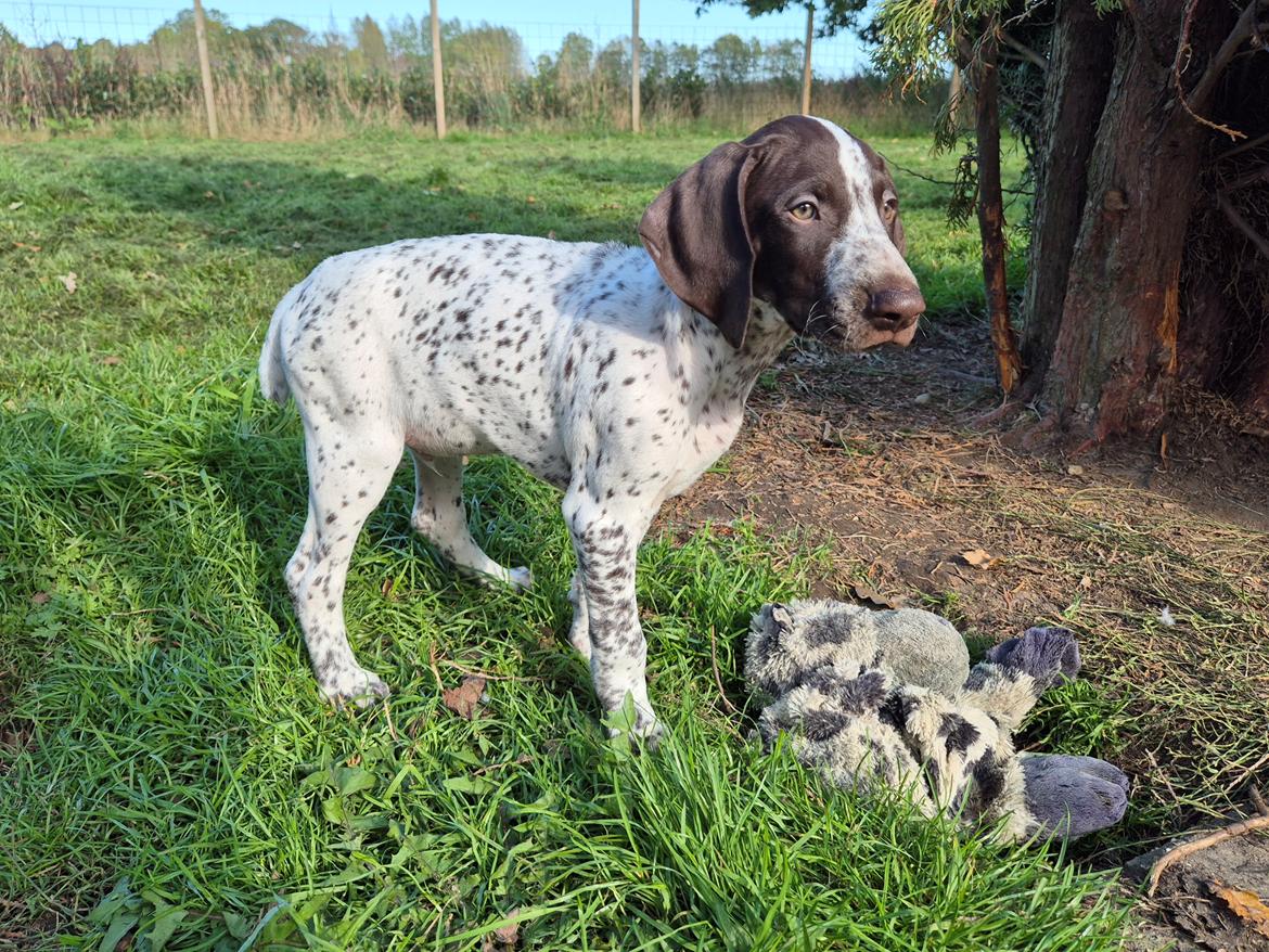 Korthåret hønsehund Ace  billede 5