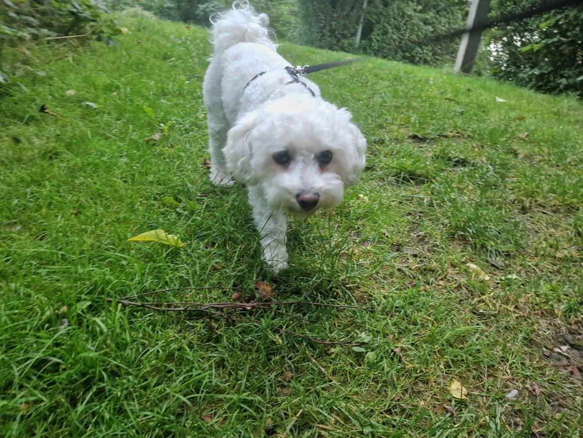 Bichon à poil frisé Daisy billede 3