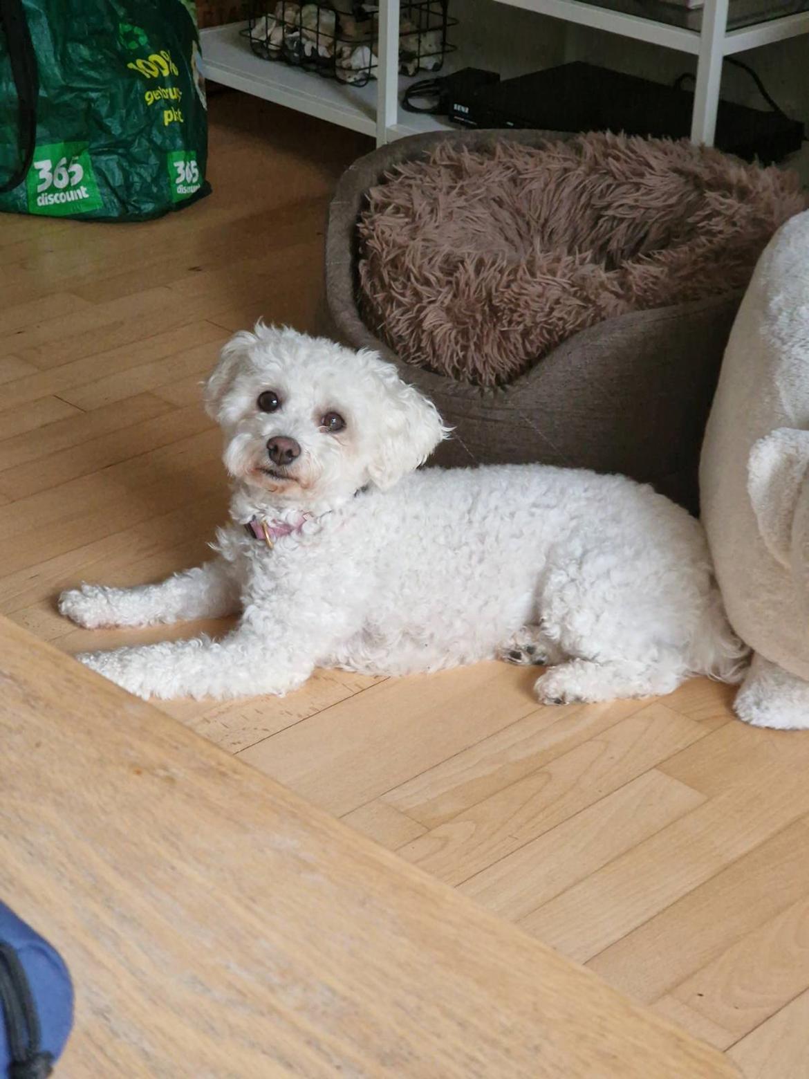 Bichon à poil frisé Daisy billede 5