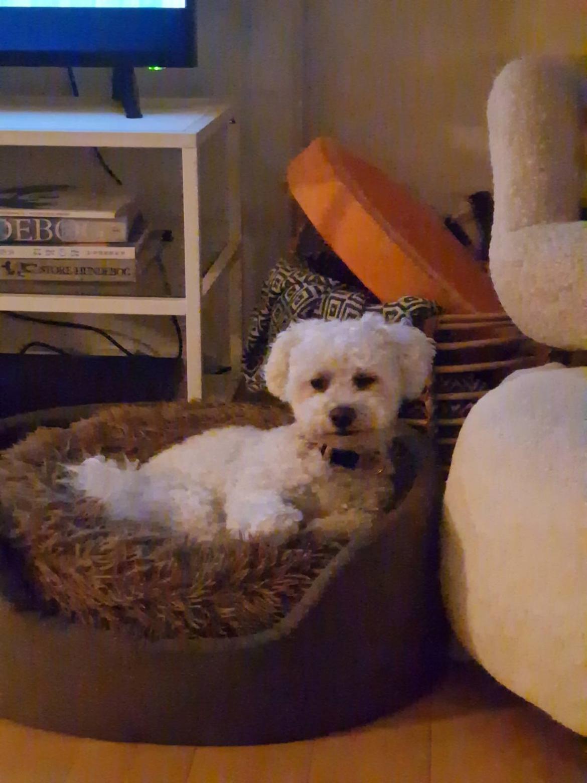Bichon à poil frisé Daisy billede 4