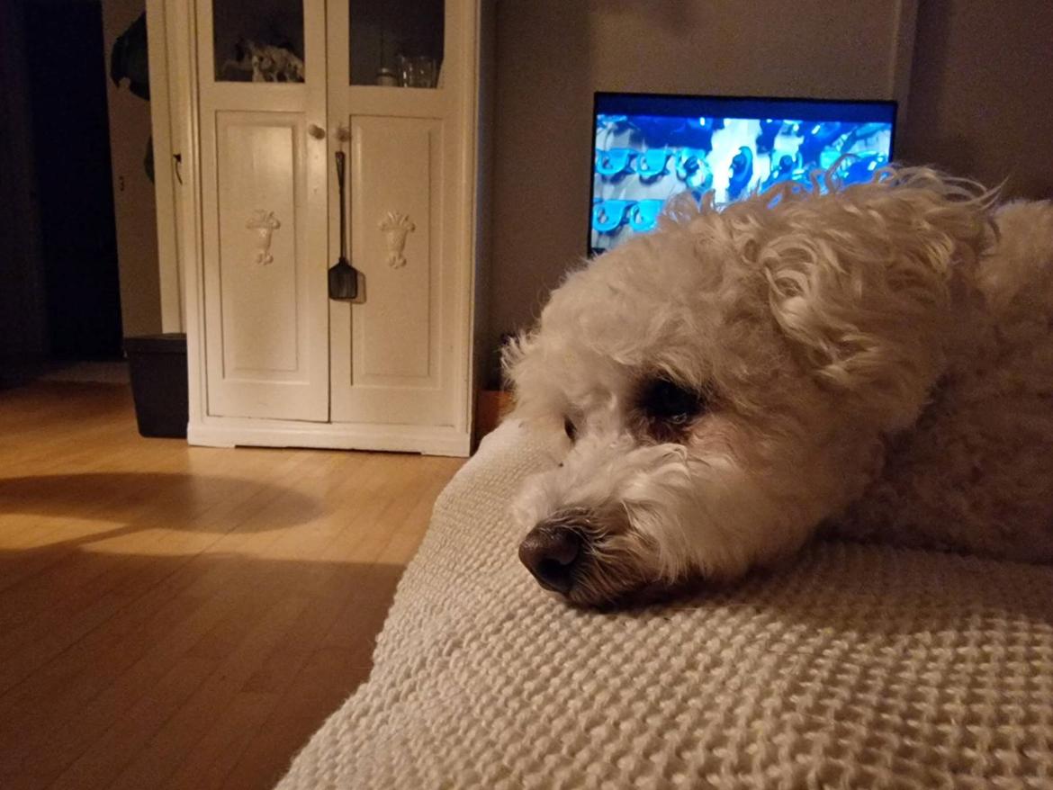Bichon à poil frisé Daisy billede 6