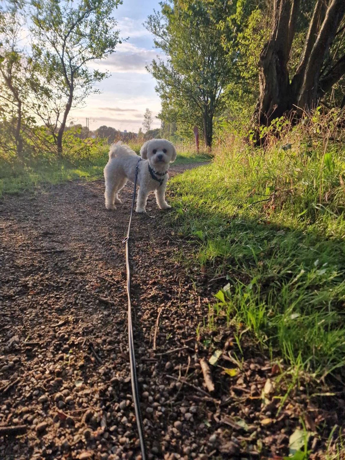 Bichon à poil frisé Daisy billede 2