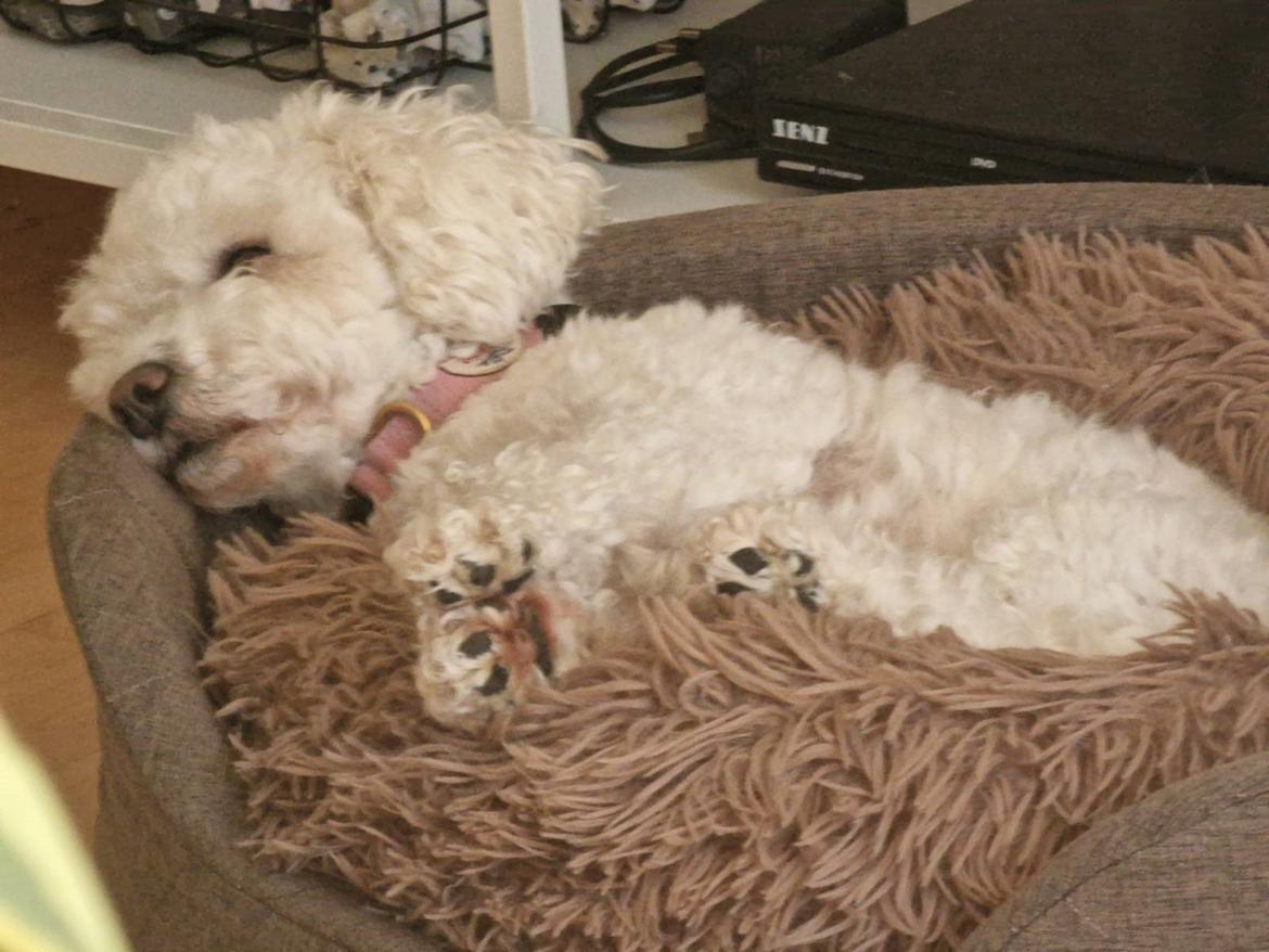 Bichon à poil frisé Daisy billede 1