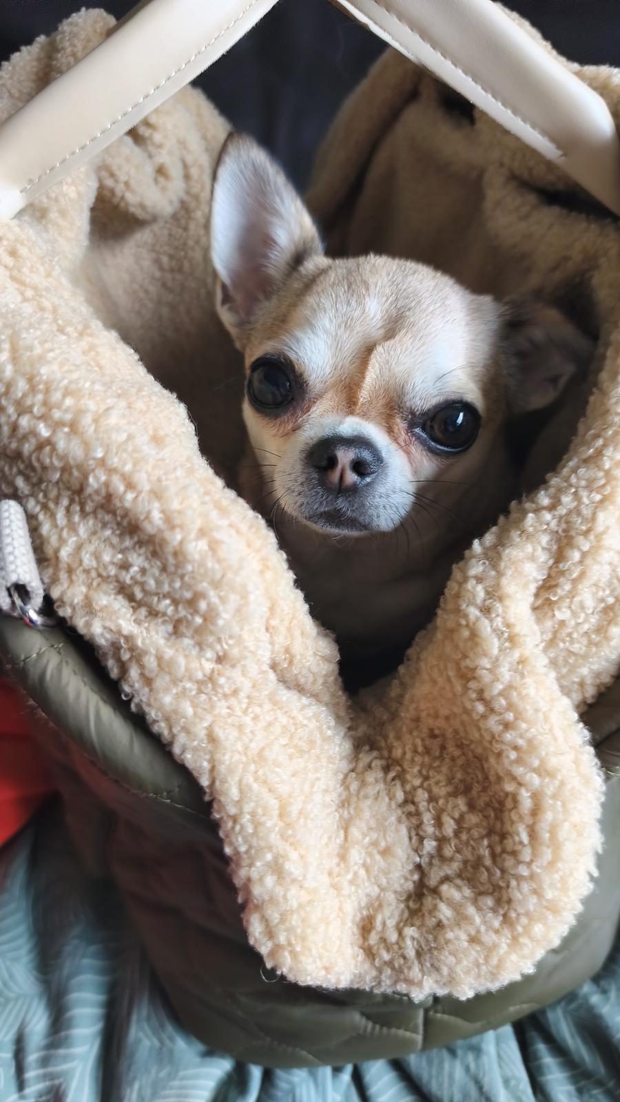 Chihuahua Lil footsteps Gambling with hearts (Chili) billede 11