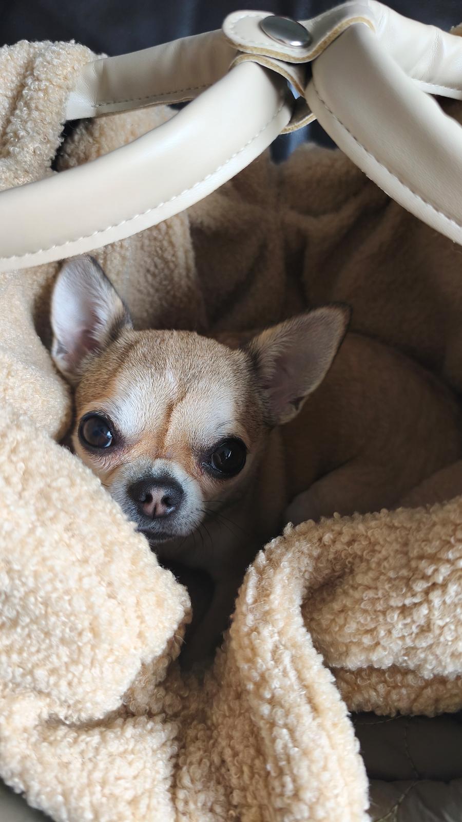 Chihuahua Lil footsteps Gambling with hearts (Chili) billede 10