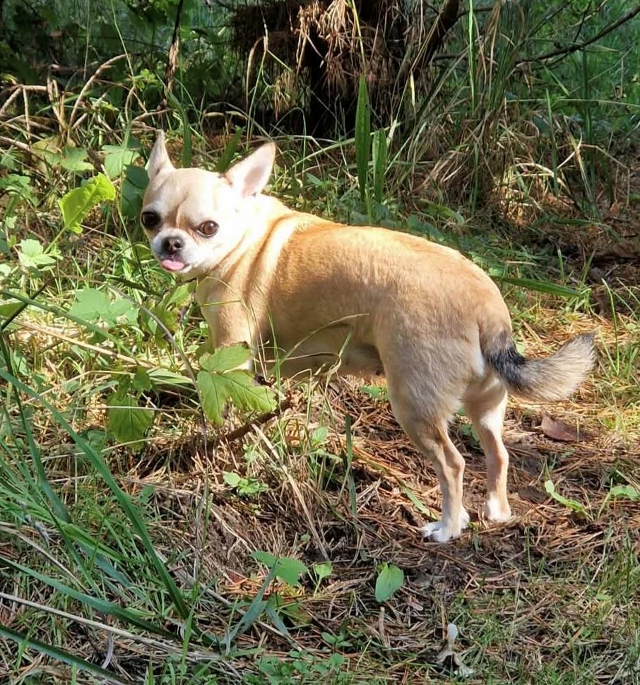 Chihuahua Lil footsteps Gambling with hearts (Chili) billede 12