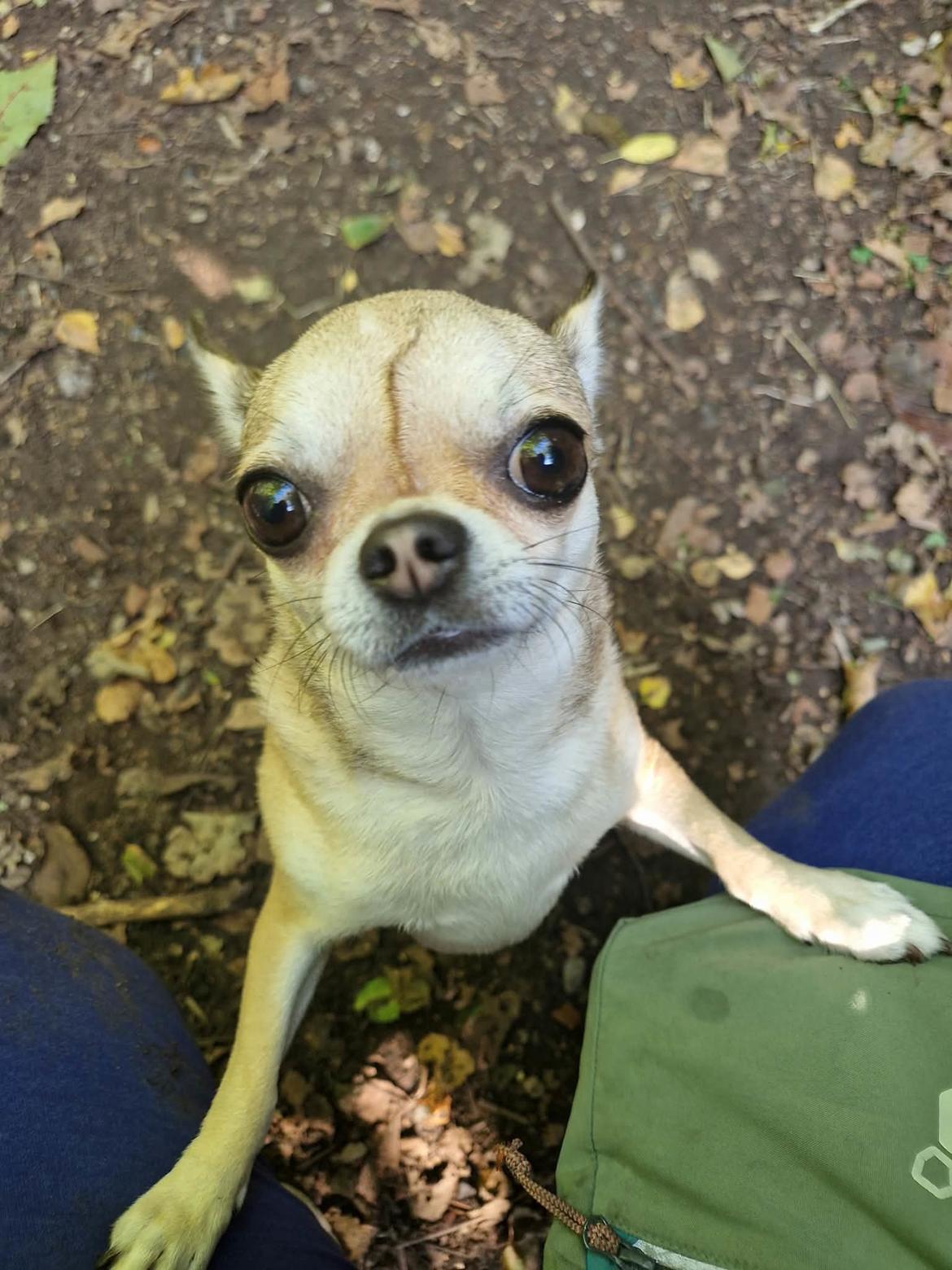 Chihuahua Lil footsteps Gambling with hearts (Chili) billede 13