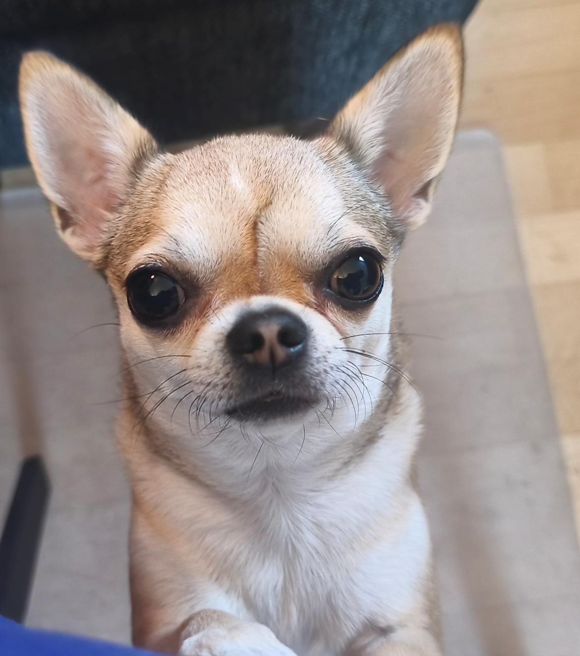 Chihuahua Lil footsteps Gambling with hearts (Chili) billede 9