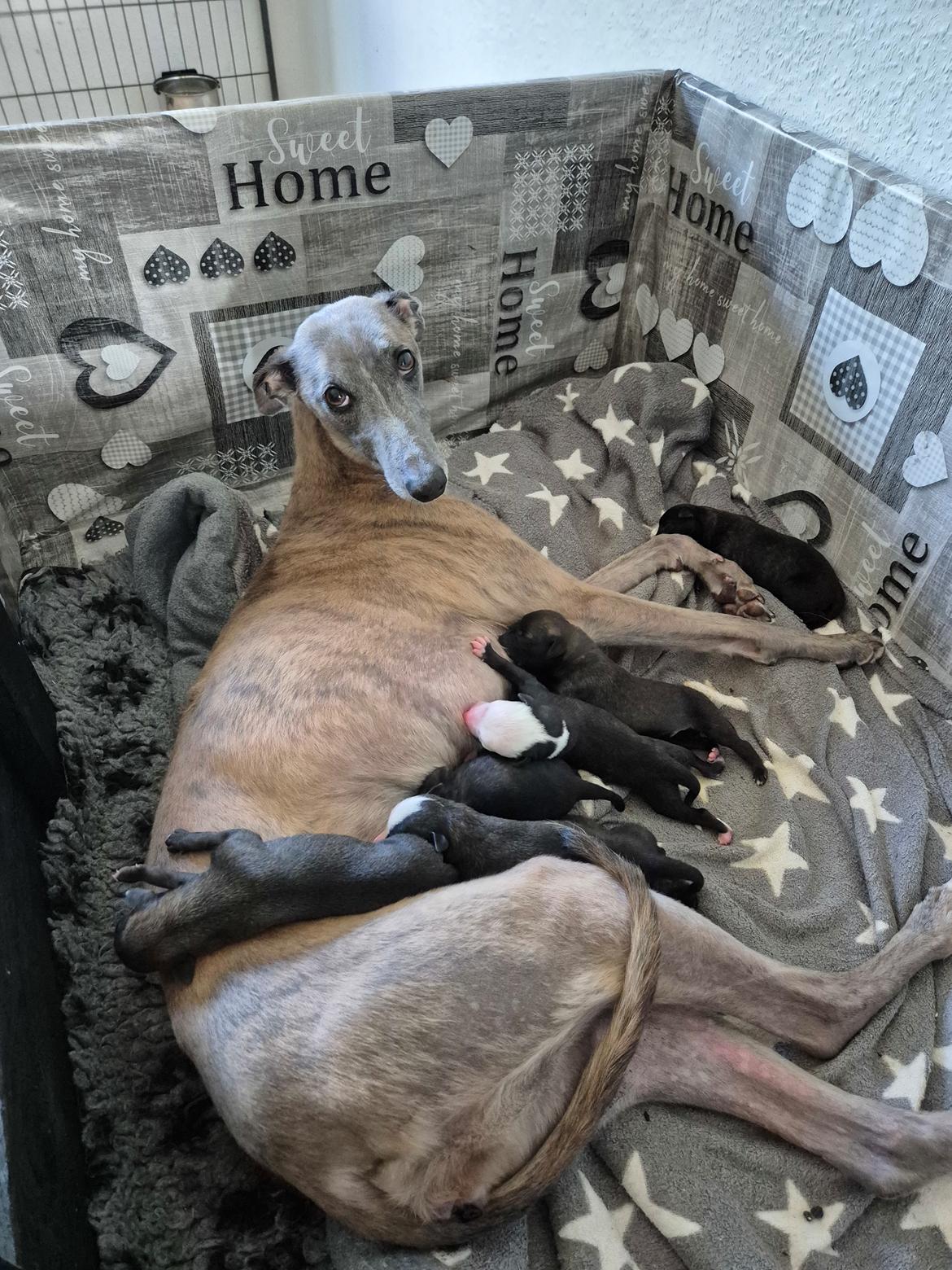 Whippet Tiny  billede 1
