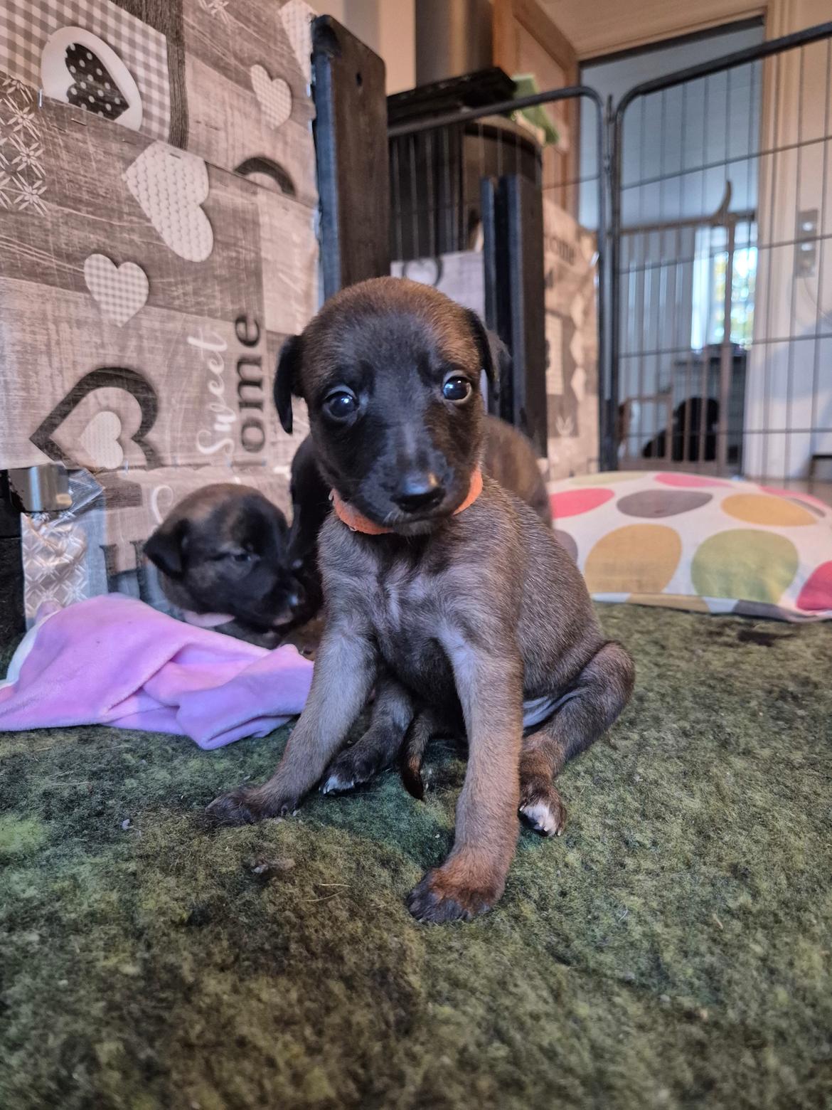 Whippet Tiny  billede 3