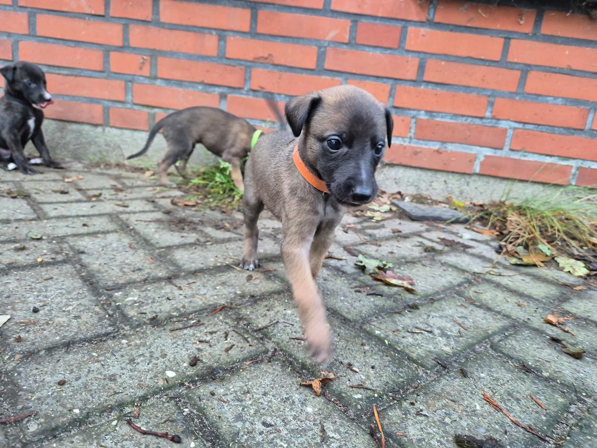 Whippet Tiny  billede 4