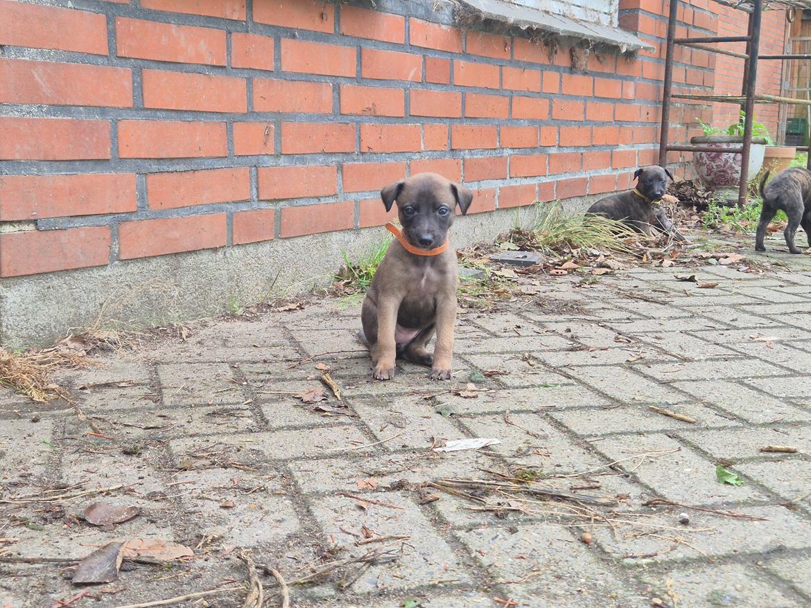 Whippet Tiny  billede 5