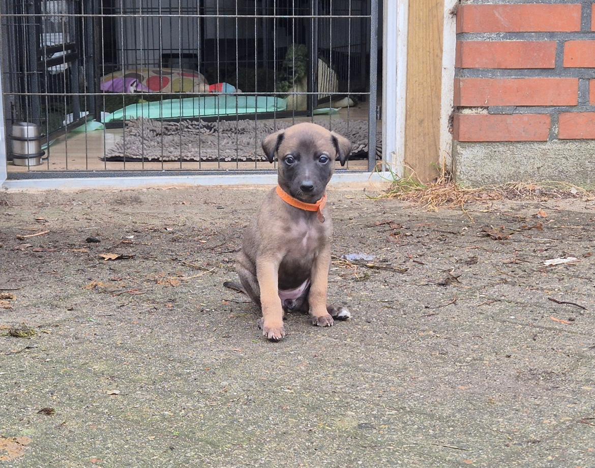 Whippet Tiny  billede 6