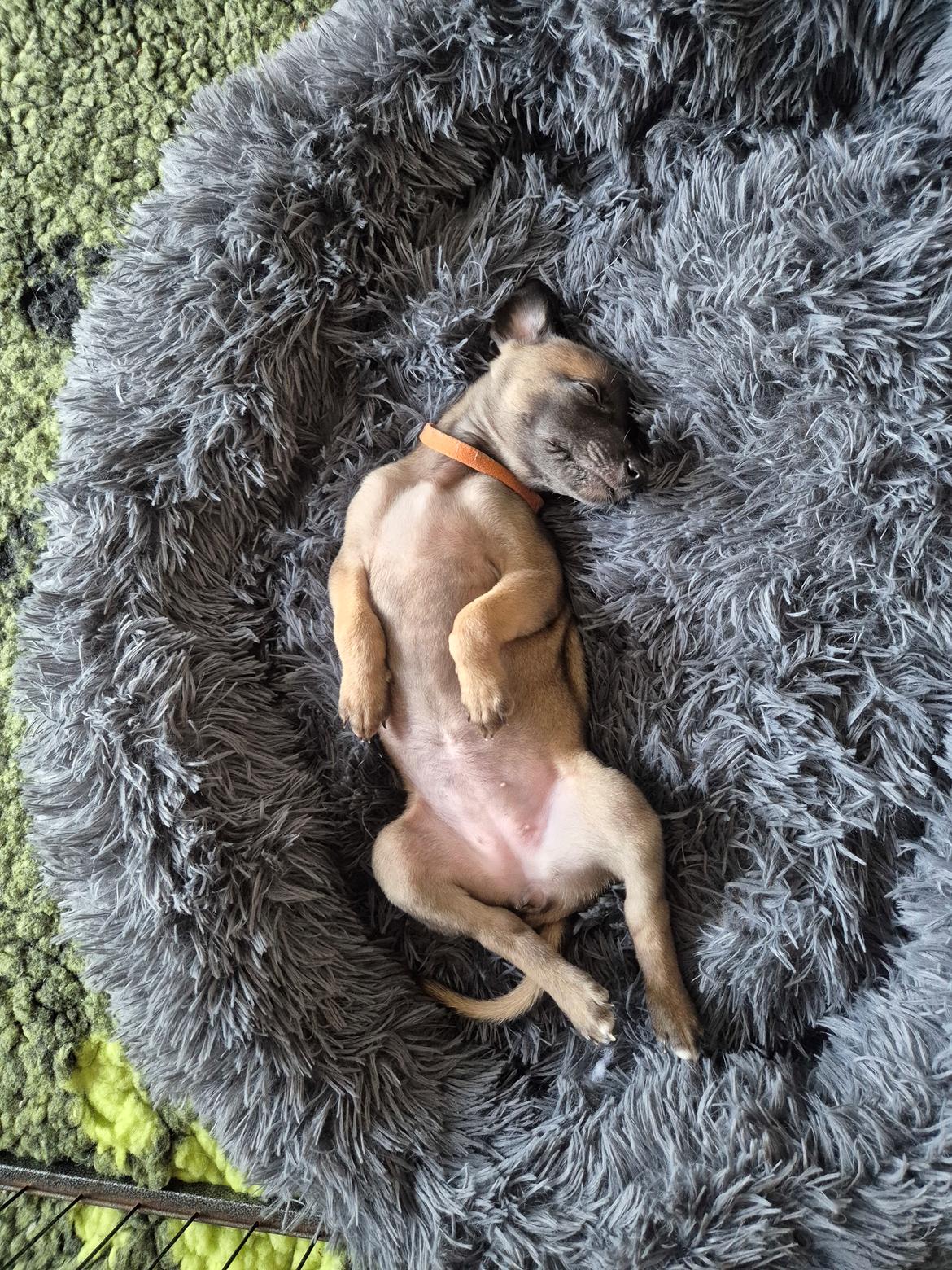 Whippet Tiny  billede 7