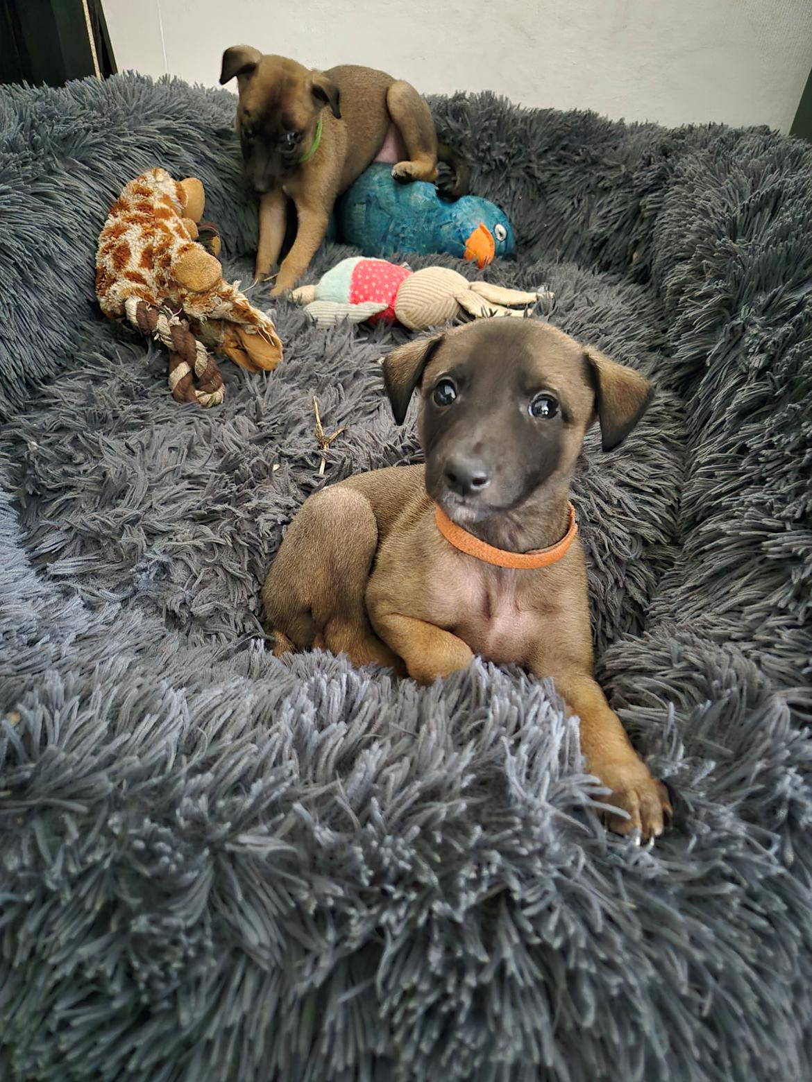 Whippet Tiny  billede 8