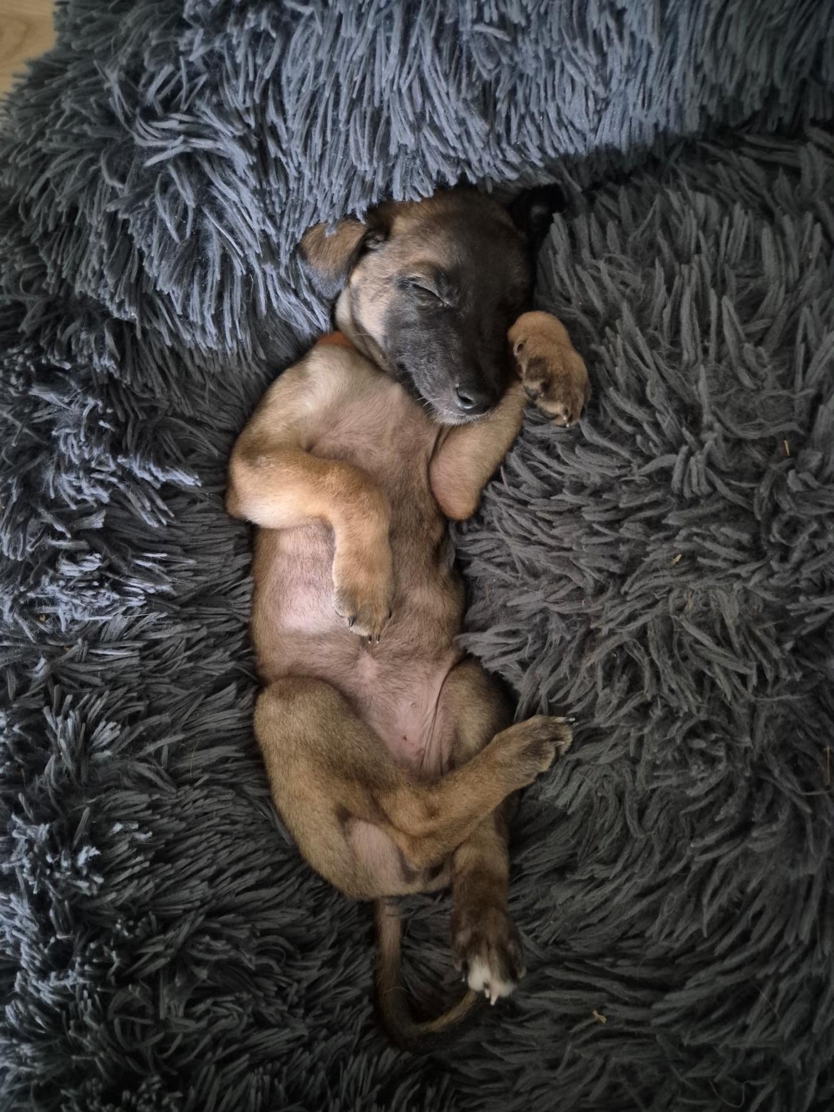 Whippet Tiny  billede 9