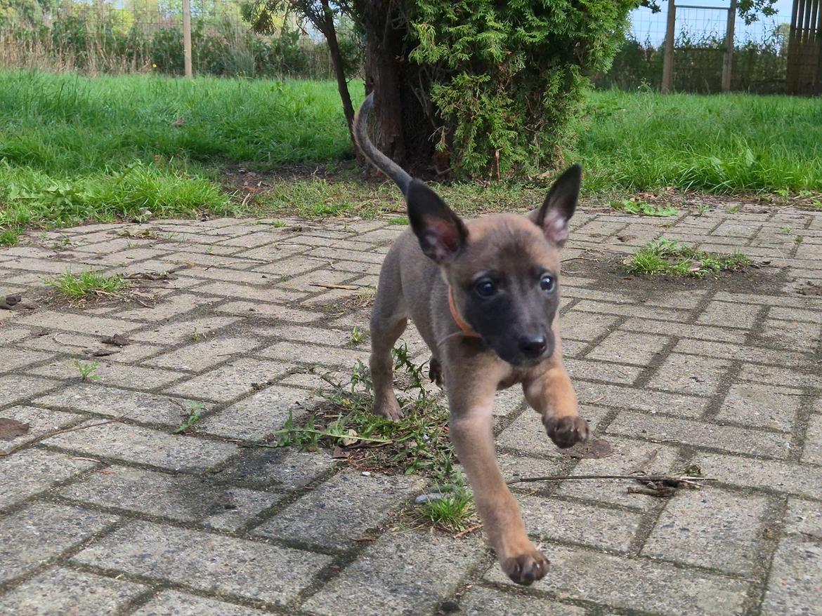 Whippet Tiny  billede 10