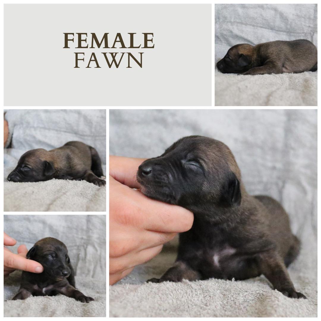 Whippet Tiny  billede 2