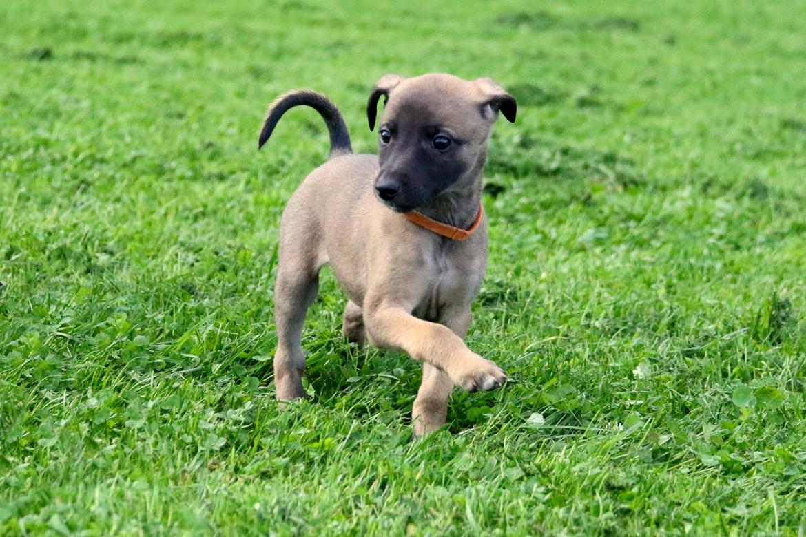 Whippet Tiny  billede 11