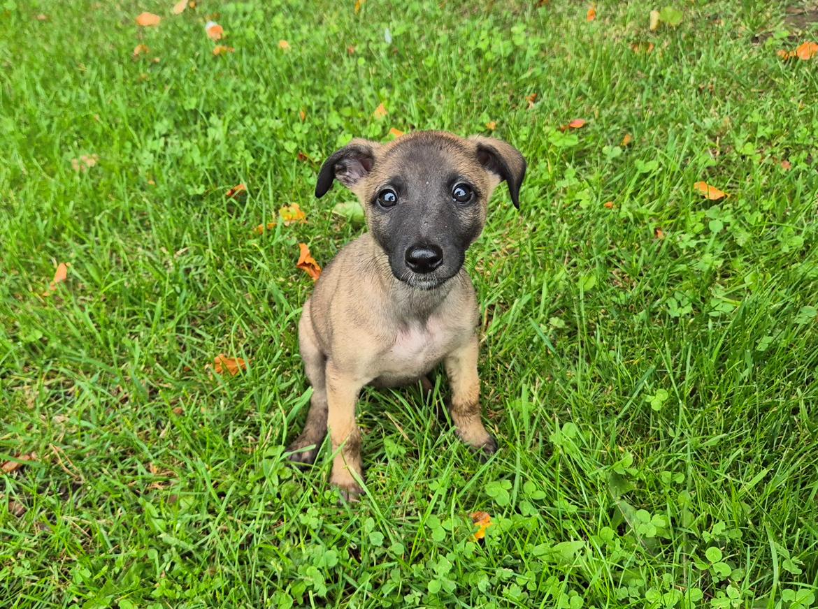 Whippet Tiny  billede 13
