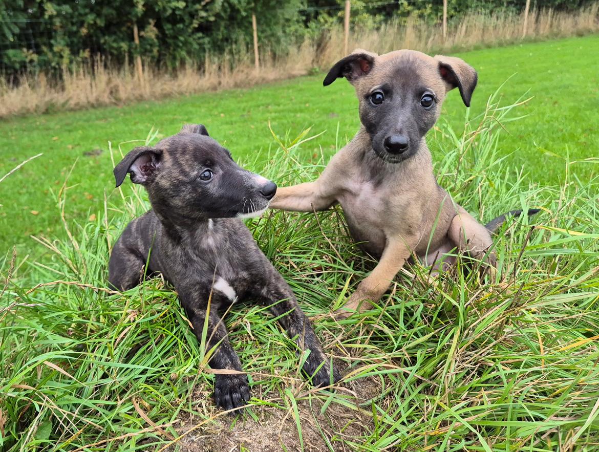 Whippet Tiny  billede 15