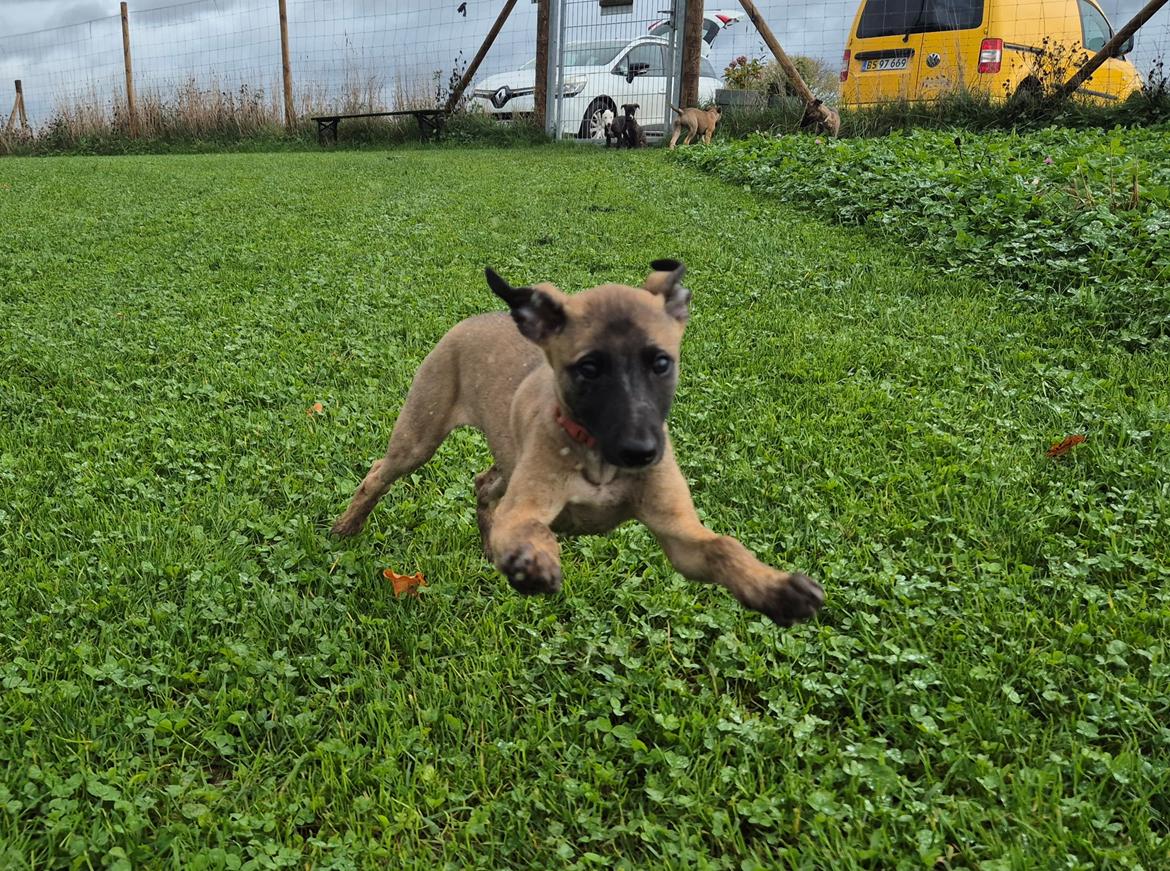 Whippet Tiny  billede 16