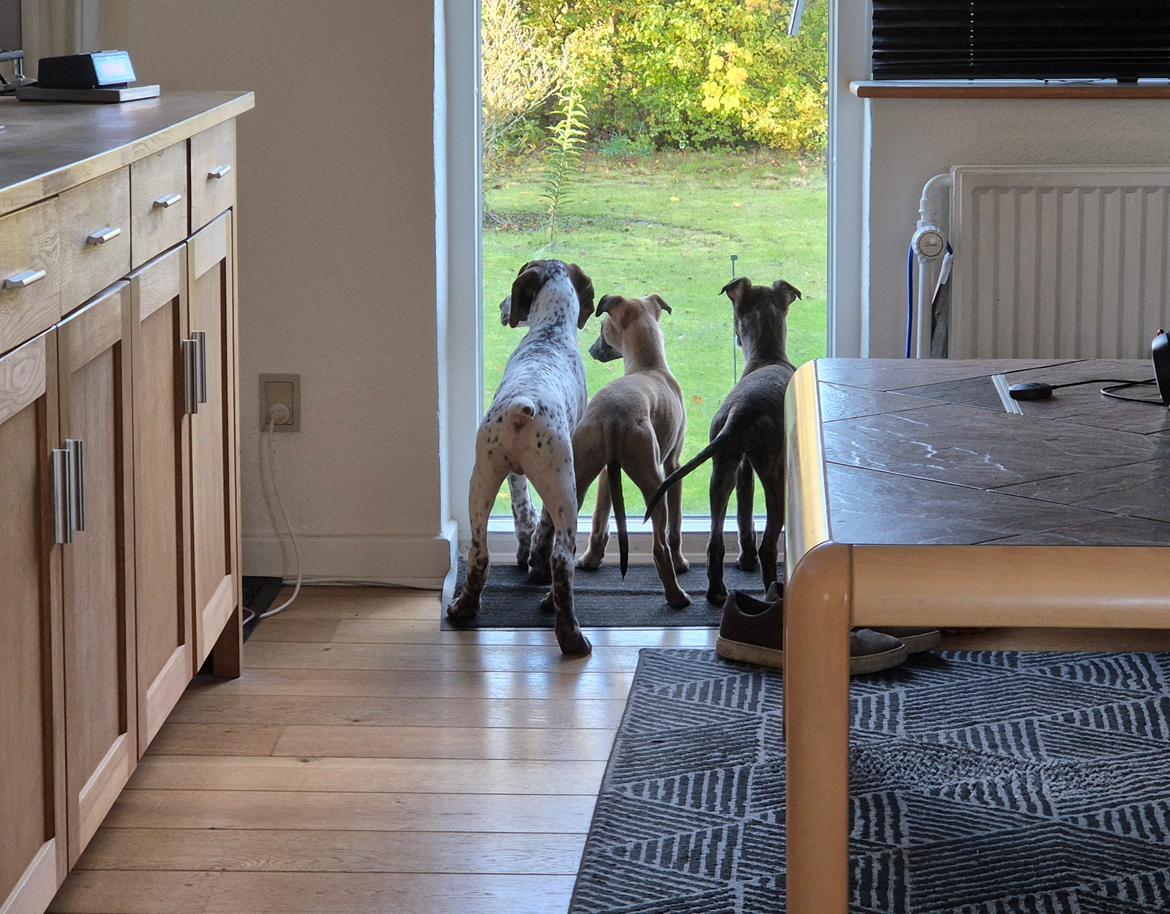 Whippet Tiny  billede 17