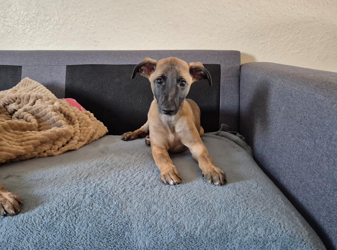 Whippet Tiny  billede 18