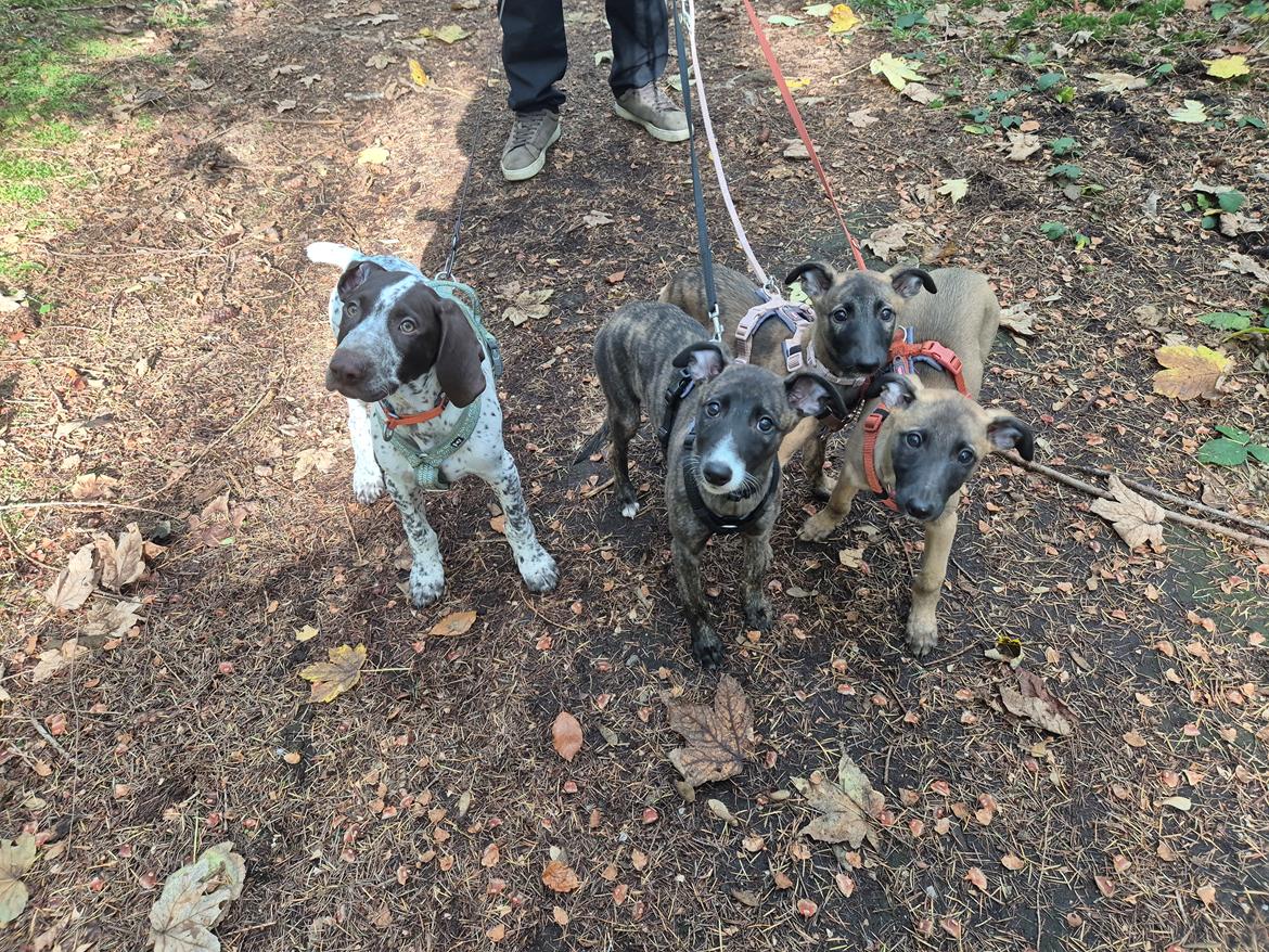 Whippet Tiny  billede 20
