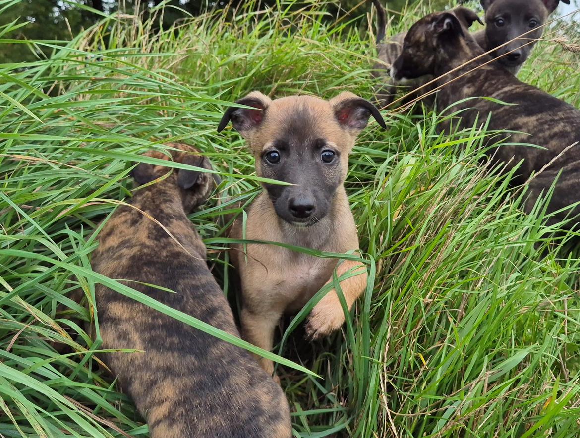 Whippet Tiny  billede 14