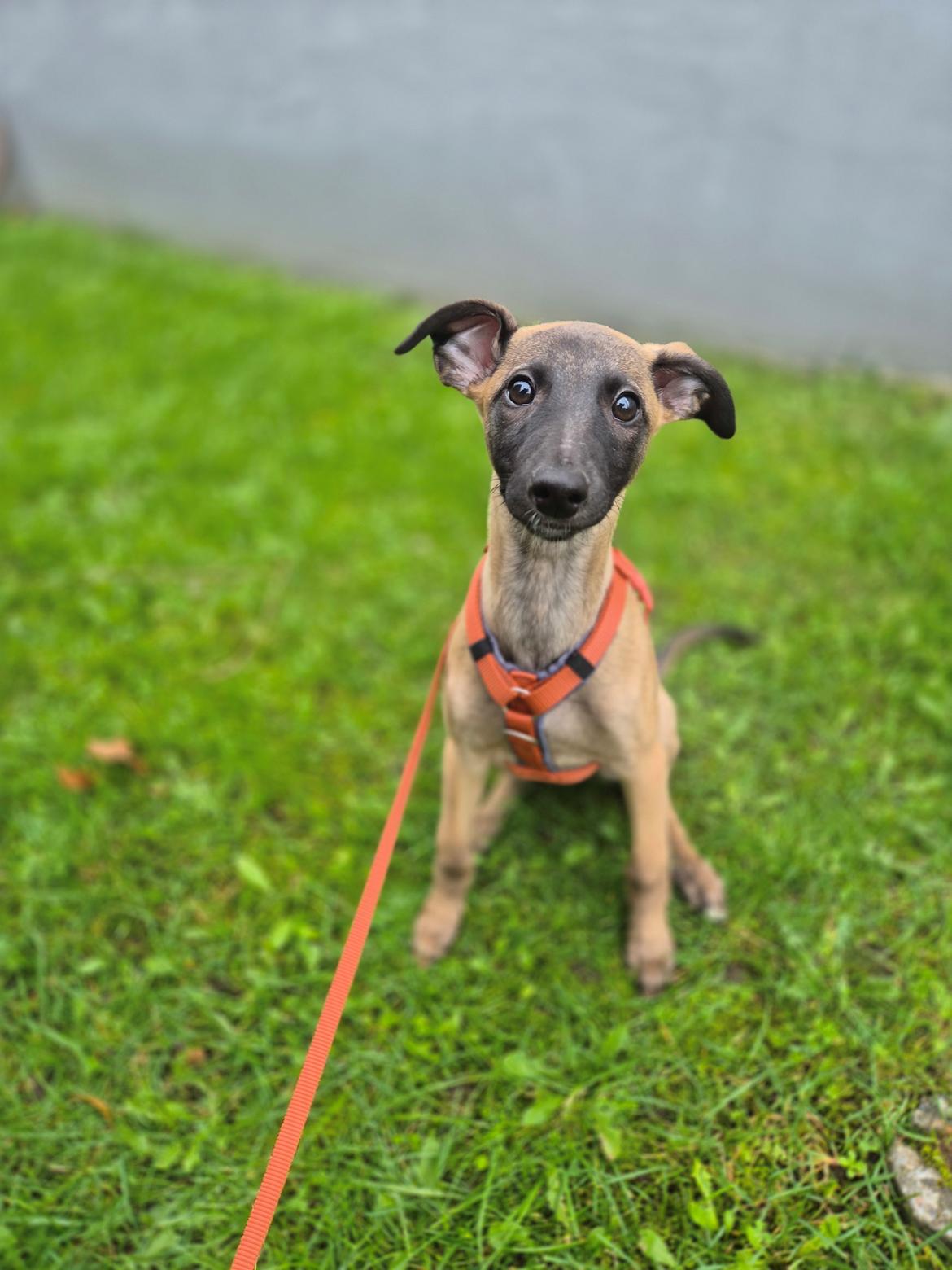 Whippet Tiny  - 12 uger billede 19