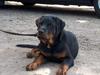 Rottweiler Rinkenæs' Iron