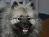 Keeshond Keeshos Buska