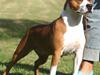 Amerikansk staffordshire terrier Yeller GreatVikings Blood