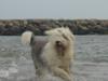 Old english sheepdog Amy