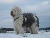 Old english sheepdog Sally *RIP*