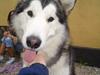 Alaskan malamute Tito [ Himmelhund]
