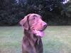 Flat coated retriever zake