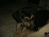 Rottweiler Futji