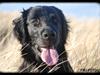 Flat coated retriever Sif<3