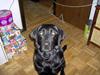 Labrador retriever Tess