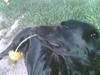 Labrador retriever Bella * R.I.P! [ Himmelhund]