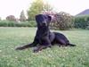 Labrador retriever Balu - død 25-08-06 